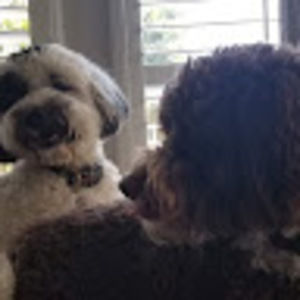 Meet your Posher, Harry